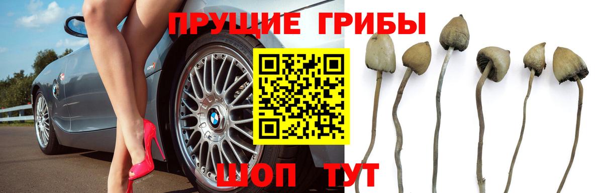 Псилоцибиновые грибы прущие грибы  Вход с VPN  Сосновоборск 